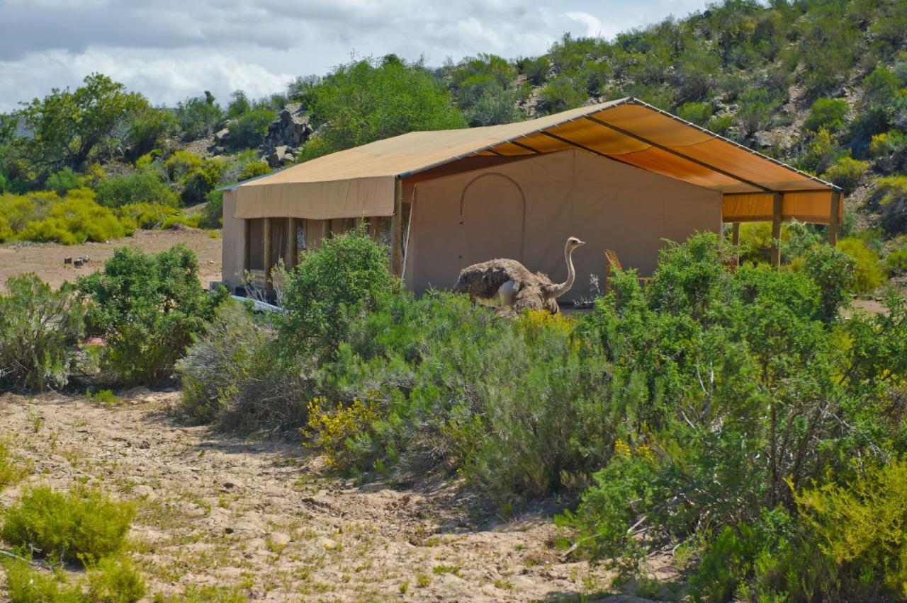 African Game Lodge Монтегю Екстериор снимка