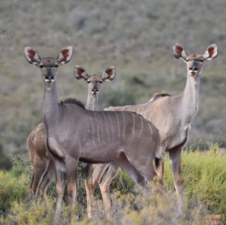 African Game Lodge Монтегю Екстериор снимка