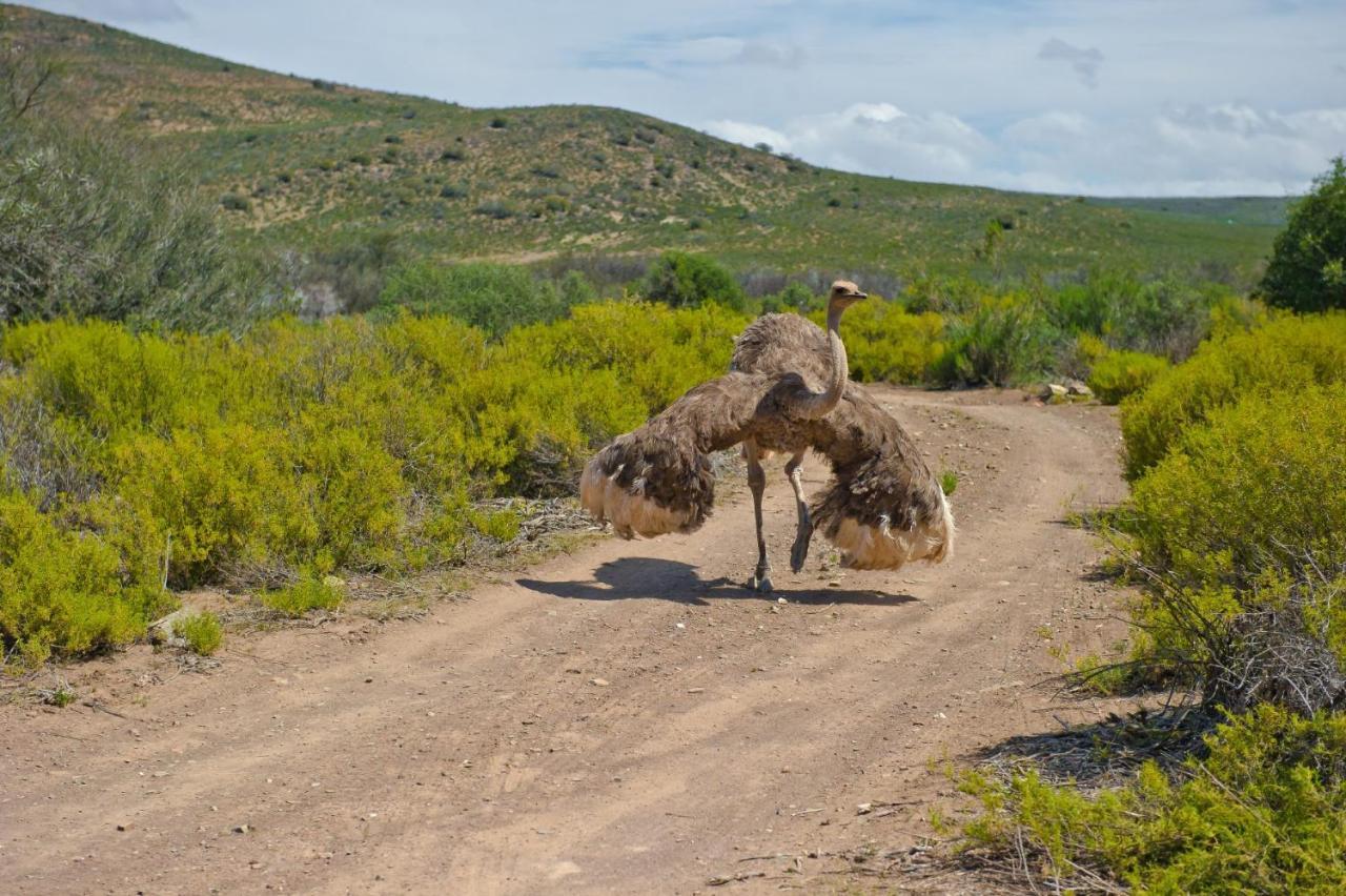 African Game Lodge Монтегю Екстериор снимка